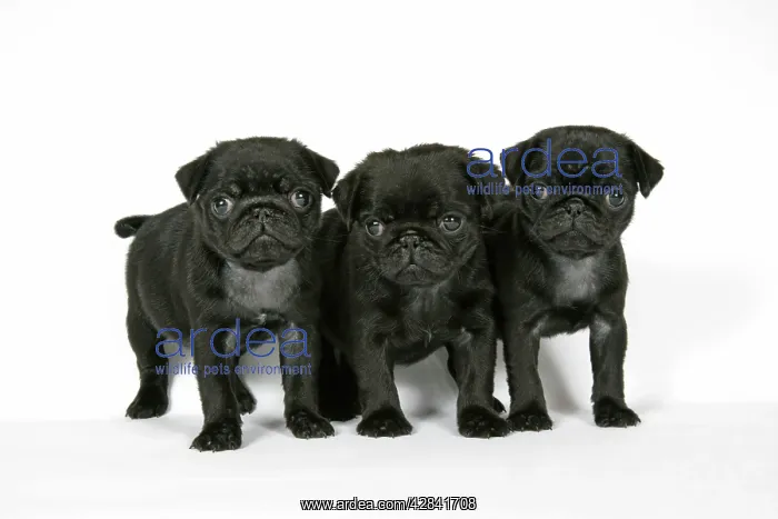 : DOG. Three black pug puppies (6 weeks old) : DOG. Three black pug puppies (6 weeks old)