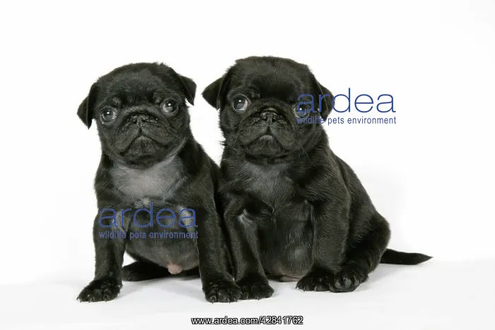  : DOG. Two black pug puppies (6 weeks old)