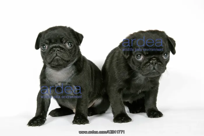  : DOG. Two black pug puppies (6 weeks old)