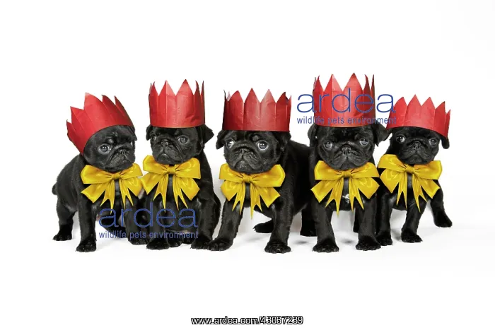 : DOG. Five black pug puppies (6 weeks old) wearing : DOG. Five black pug puppies (6 weeks old) wearing
