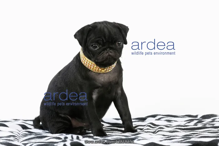 : DOG. Black Pug puppy ( 12 wks old ) wearing a necklace : DOG. Black Pug puppy ( 12 wks old ) wearing a necklace