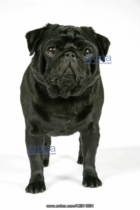 : DOG. Black pug puppy : DOG. Black pug puppy