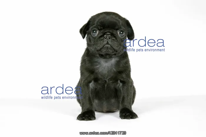 : DOG. Black pug puppy (6 weeks old) : DOG. Black pug puppy (6 weeks old)