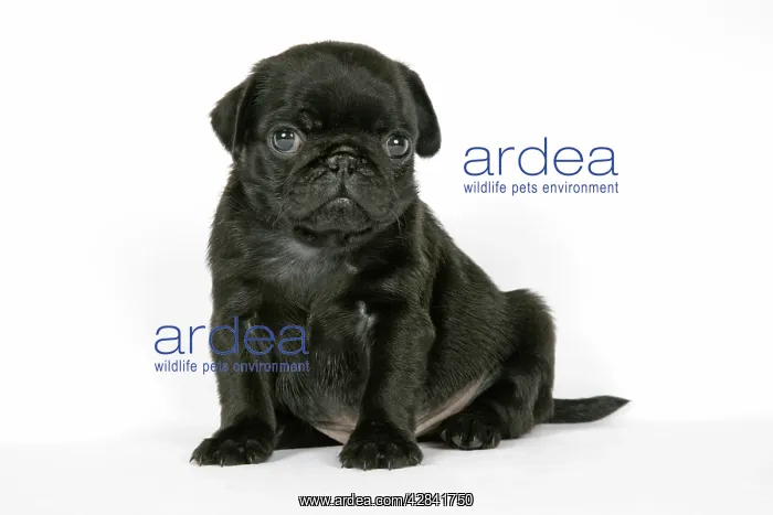 : DOG. Black pug puppy (6 weeks old) : DOG. Black pug puppy (6 weeks old)
