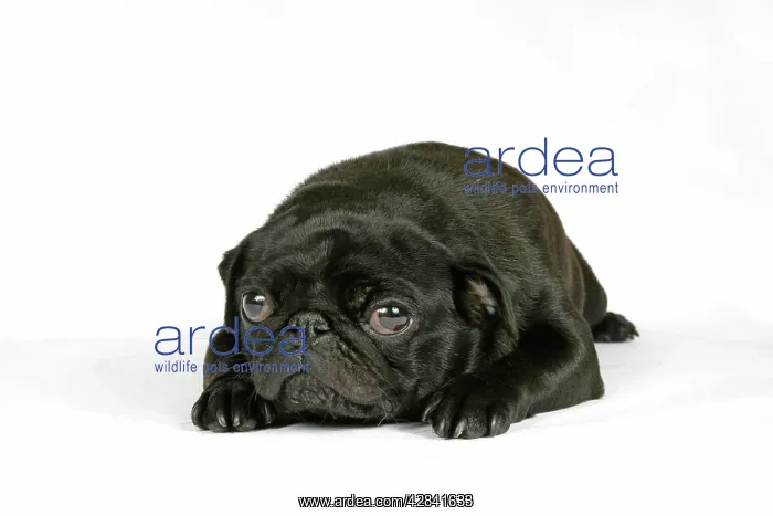 : DOG. Black pug puppy (6 weeks old) lying down : DOG. Black pug puppy (6 weeks old) lying down