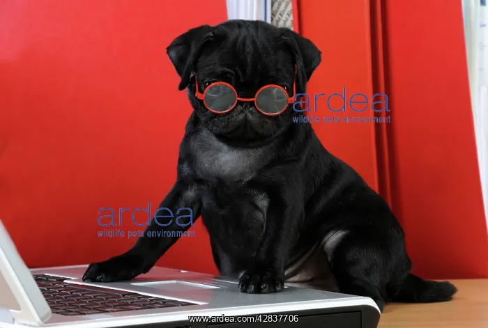 : DOG. Black Pug puppy ( 6 wks old ) at the computer : DOG. Black Pug puppy ( 6 wks old ) at the computer