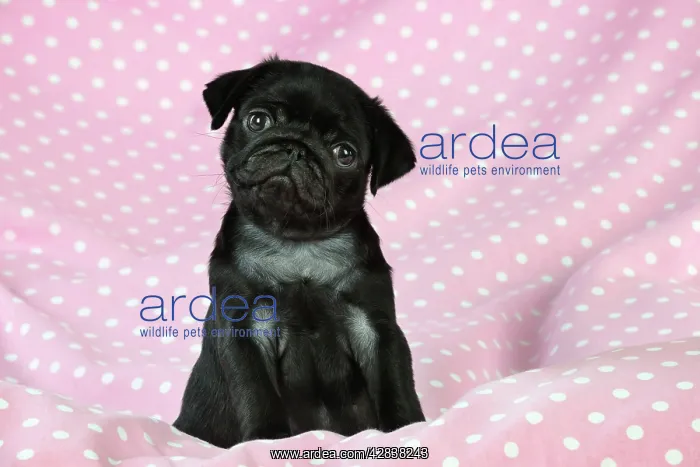 : DOG. Black Pug puppy ( 8 wks old ) : DOG. Black Pug puppy ( 8 wks old )