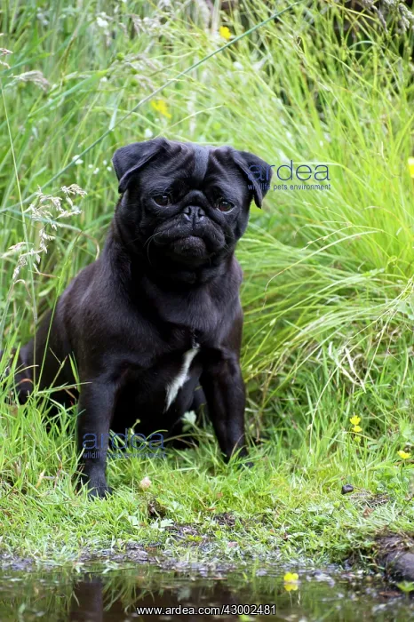: Dog - Black Pug sitting near water : Dog - Black Pug sitting near water