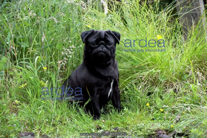 : Dog - Black Pug sitting near water : Dog - Black Pug sitting near water