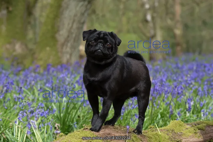 : Dog Black Pug in a spring Bluebell wood : Dog Black Pug in a spring Bluebell wood