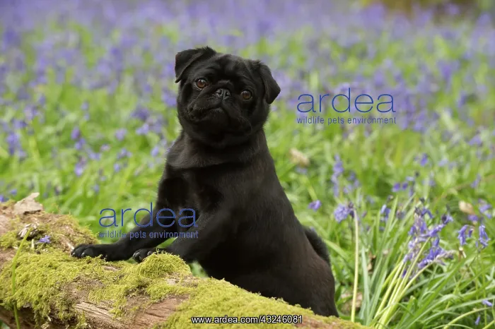  : Dog Black Pug in a spring Bluebell wood