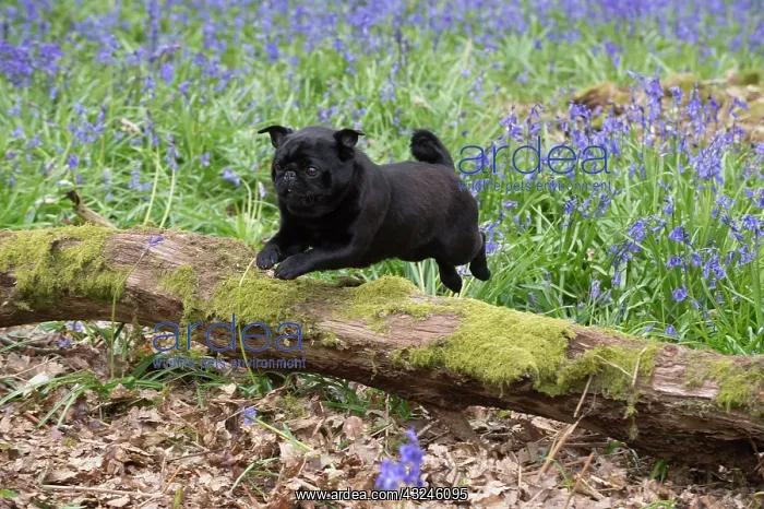  : Dog Black Pug in a spring Bluebell wood