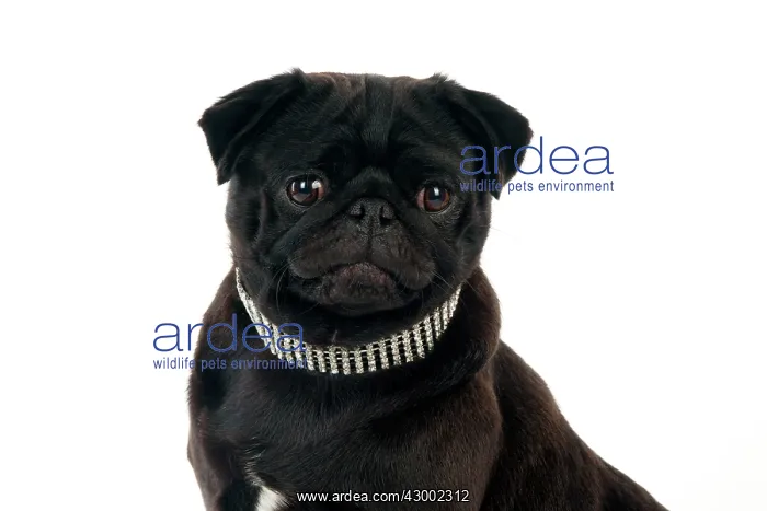  : Dog - Black Pug wearing a diamond collar