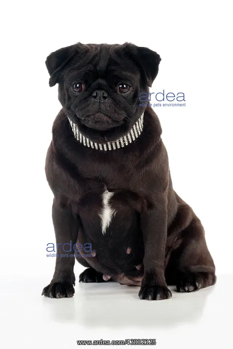  : Dog - Black Pug wearing a diamond collar