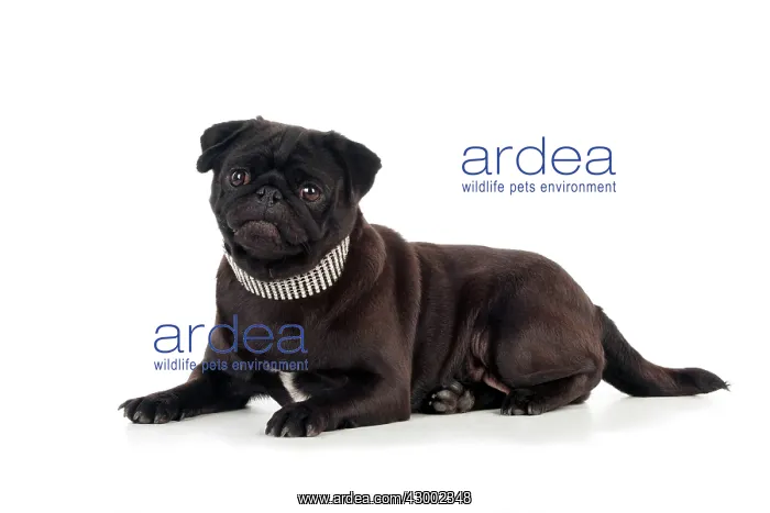  : Dog - Black Pug wearing a diamond collar