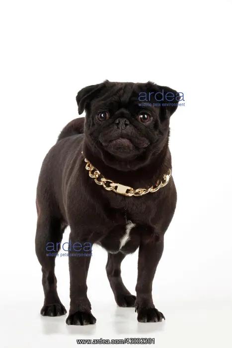  : Dog - Black Pug wearing a gold chain