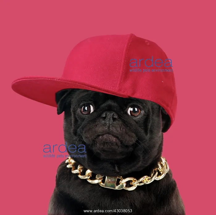 : DOG - Black Pug wearing a gold chain and baseball : DOG - Black Pug wearing a gold chain and baseball
