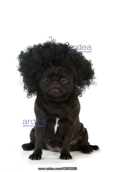 : Dog - Black Pug wearing a wig : Dog - Black Pug wearing a wig
