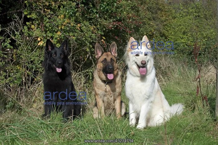 : Dog Black Sable, White German Shepherd x3 : Dog Black Sable, White German Shepherd x3