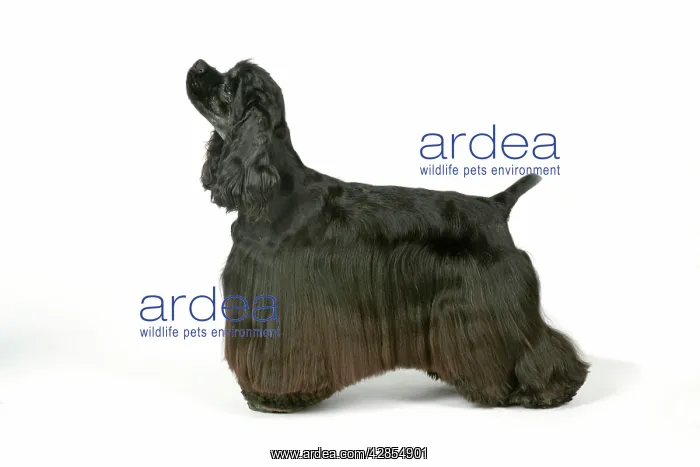 : DOG. Black and tan American cocker spaniel : DOG. Black and tan American cocker spaniel
