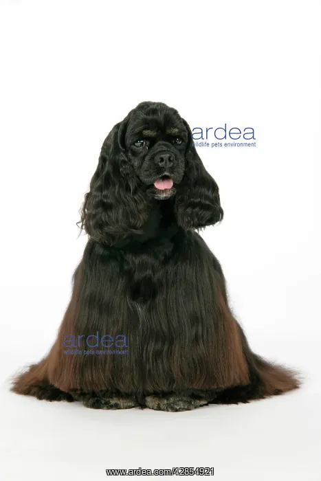 : DOG. Black and tan American cocker spaniel : DOG. Black and tan American cocker spaniel