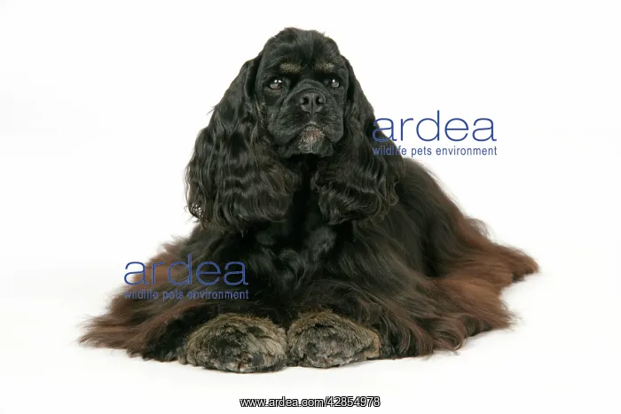 : DOG. Black and tan American cocker spaniel : DOG. Black and tan American cocker spaniel