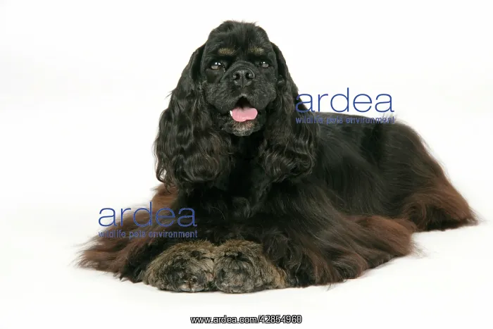 : DOG. Black and tan American cocker spaniel lying down : DOG. Black and tan American cocker spaniel lying down