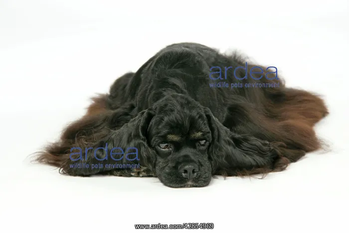 : DOG. Black and tan American cocker spaniel lying down : DOG. Black and tan American cocker spaniel lying down