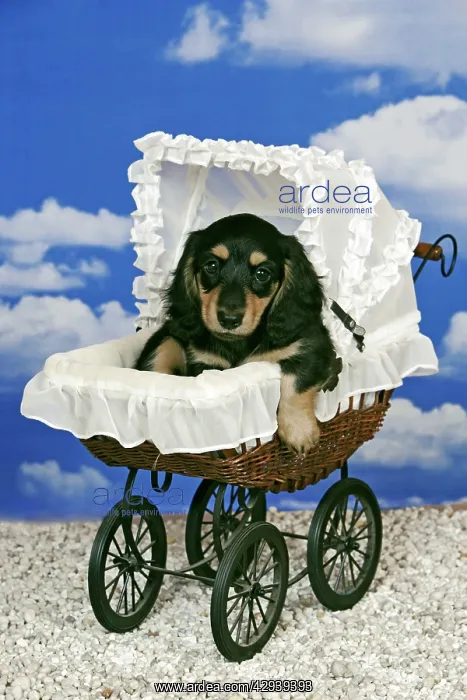 : Dog - Black and tan Dachshund puppy in baby pram : Dog - Black and tan Dachshund puppy in baby pram