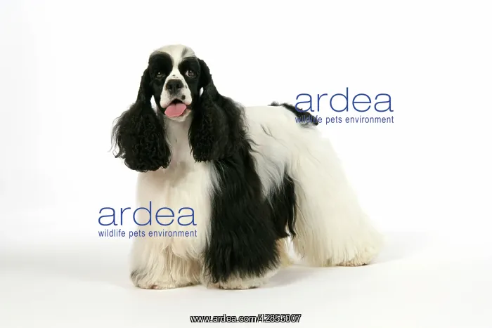  : DOG. Black and white American cocker spaniel