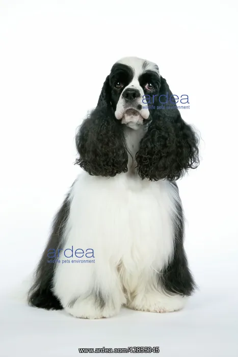 : DOG. Black and white American cocker spaniel : DOG. Black and white American cocker spaniel
