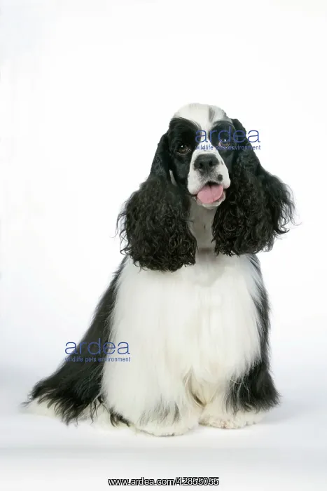 : DOG. Black and white American cocker spaniel