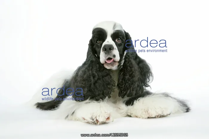 : DOG. Black and white American cocker spaniel lying down : DOG. Black and white American cocker spaniel lying down