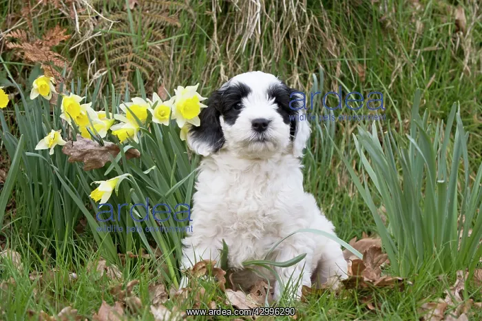 : Dog - black & white Cockerpoo 7 week old puppy : Dog - black & white Cockerpoo 7 week old puppy