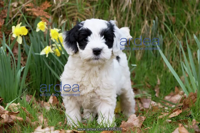 : Dog - black & white Cockerpoo 7 week old puppy : Dog - black & white Cockerpoo 7 week old puppy