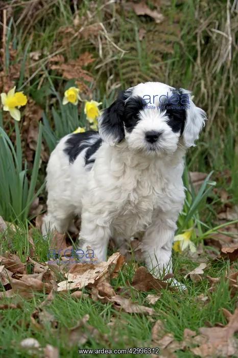 : Dog - black & white Cockerpoo 7 week old puppy : Dog - black & white Cockerpoo 7 week old puppy