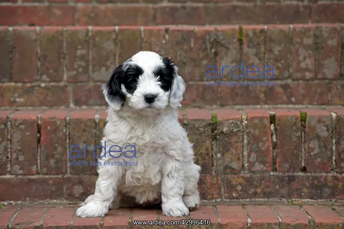 : Dog - black & white Cockerpoo 7 week old puppy : Dog - black & white Cockerpoo 7 week old puppy