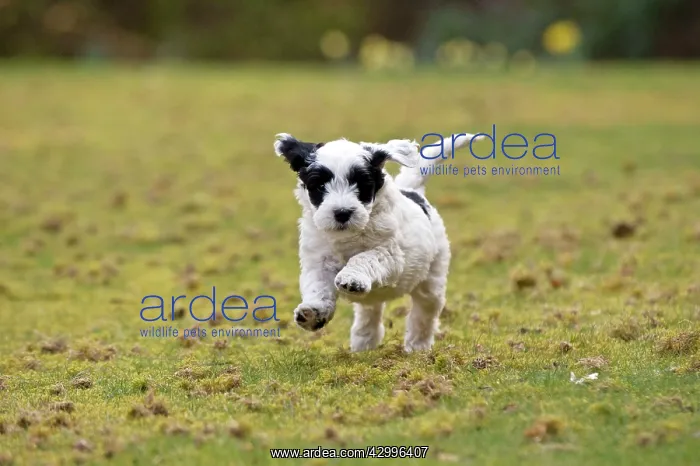 : Dog - black & white Cockerpoo 7 week old puppy running : Dog - black & white Cockerpoo 7 week old puppy running