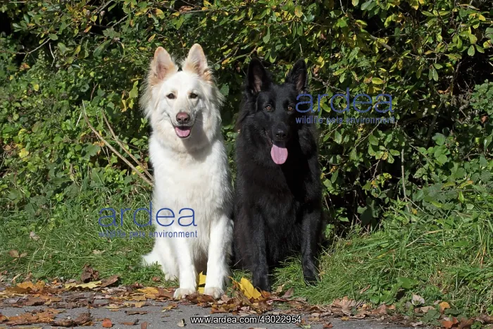 : Dog Black & White German Shepherd x2 : Dog Black & White German Shepherd x2