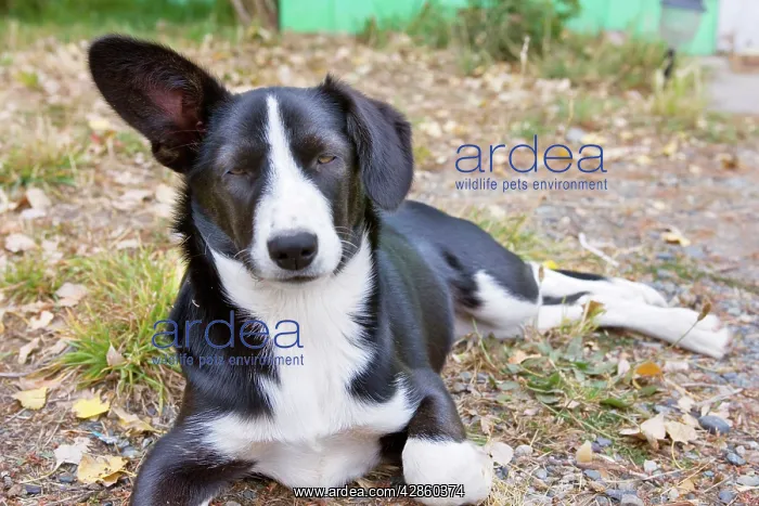 : Dog - black and white puppy - with one ear standing : Dog - black and white puppy - with one ear standing