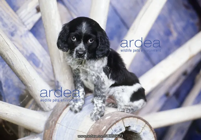 : DOG - Black and White puppy sitting on wheel hub : DOG - Black and White puppy sitting on wheel hub