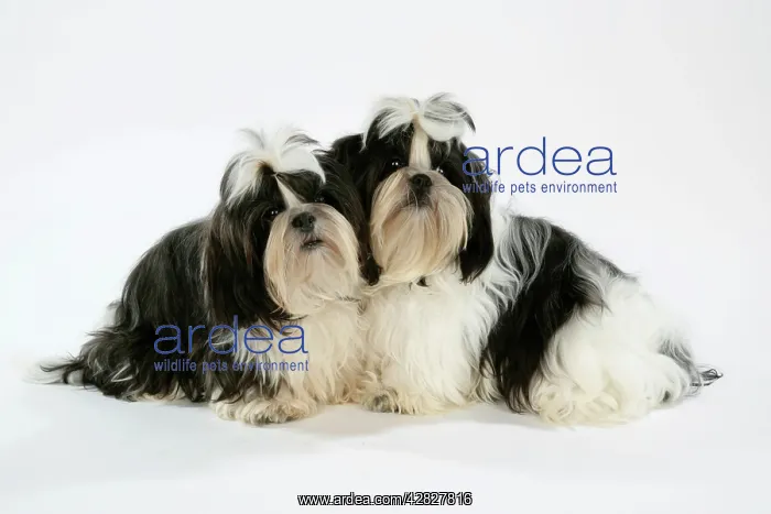 : Dog - Black and White Shih-tzu puppies : Dog - Black and White Shih-tzu puppies