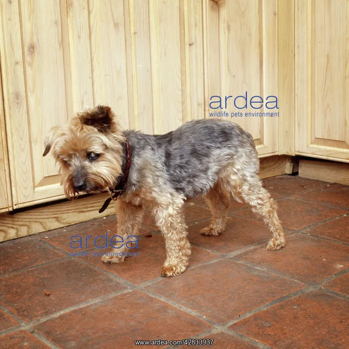: DOG - blind dog with cataracts : DOG - blind dog with cataracts