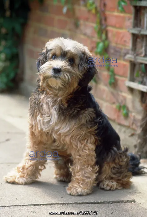: DOG - blind, sitting : DOG - blind, sitting
