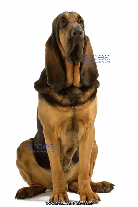  : Dog - Bloodhound. Also known as St Hubert Hound