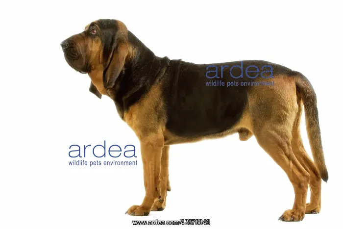 : Dog - Bloodhound. Also known as St Hubert Hound : Dog - Bloodhound. Also known as St Hubert Hound