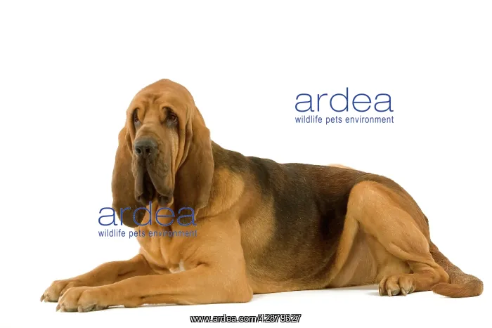 : Dog - Bloodhound. Also known as St. Hubert Hound : Dog - Bloodhound. Also known as St. Hubert Hound