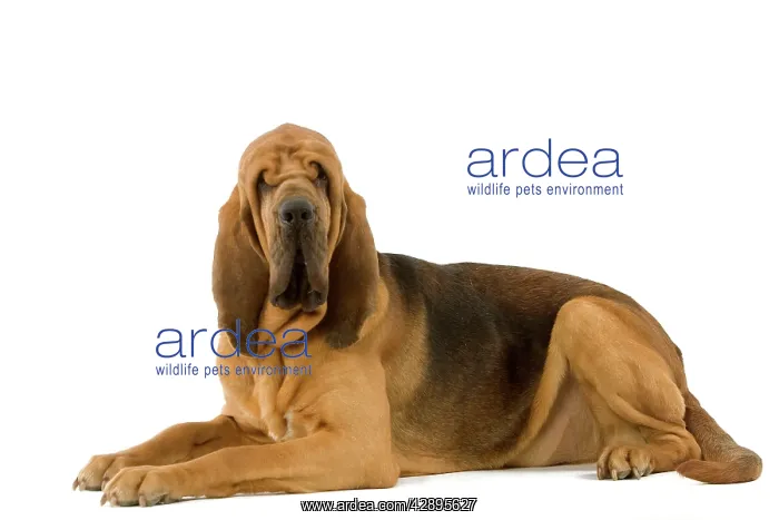 : Dog - Bloodhound. Also known as St Hubert Hound : Dog - Bloodhound. Also known as St Hubert Hound