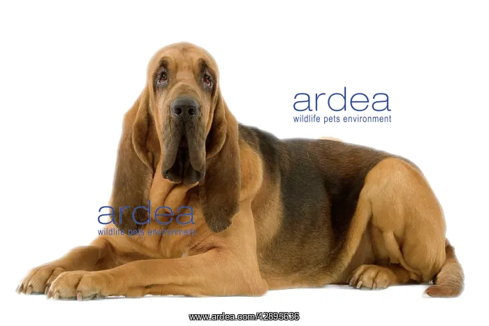 : Dog - Bloodhound. Also known as St Hubert Hound : Dog - Bloodhound. Also known as St Hubert Hound