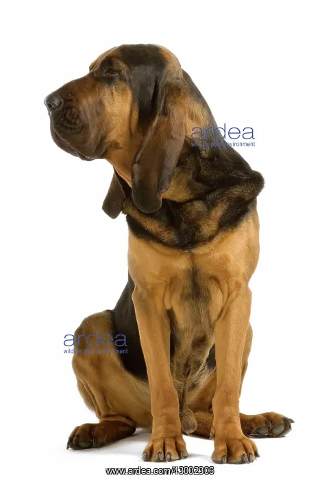 : Dog - Bloodhound / Saint Hubert : Dog - Bloodhound / Saint Hubert